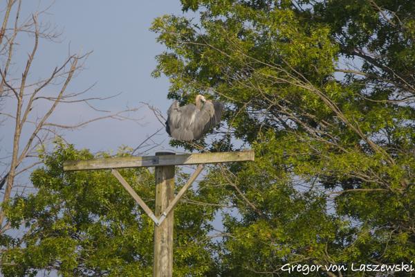  July 11, 2025 7:33 PM, Canon EOS R7, RF100-500mm F4.5-7.1 L IS USM, 500mm, f/7.1, 1/3200s, ISO 800, Gregor von Laszewski