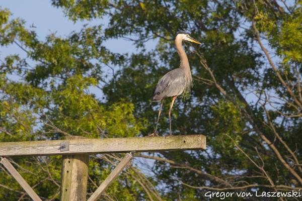  July 11, 2025 7:36 PM, Canon EOS R7, RF100-500mm F4.5-7.1 L IS USM, 472mm, f/8.0, 1/3200s, ISO 1250, Gregor von Laszewski