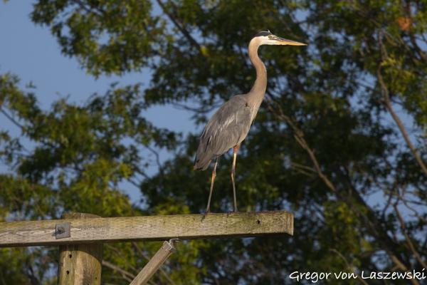  July 11, 2025 7:37 PM, Canon EOS R7, RF100-500mm F4.5-7.1 L IS USM, 500mm, f/8.0, 1/3200s, ISO 800, Gregor von Laszewski