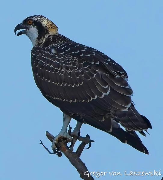  July 11, 2025 7:38 PM, Canon EOS R7, RF100-500mm F4.5-7.1 L IS USM, 500mm, f/8.0, 1/3200s, ISO 800, Gregor von Laszewski