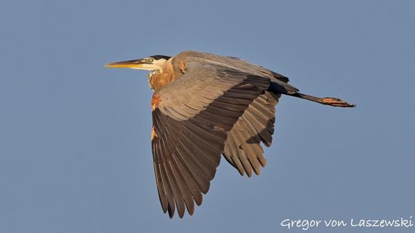  July 11, 2025 7:47 PM, Canon EOS R7, RF100-500mm F4.5-7.1 L IS USM, 363mm, f/8.0, 1/3200s, ISO 800, Gregor von Laszewski