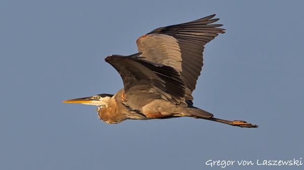  July 11, 2025 7:47 PM, Canon EOS R7, RF100-500mm F4.5-7.1 L IS USM, 363mm, f/8.0, 1/3200s, ISO 800, Gregor von Laszewski