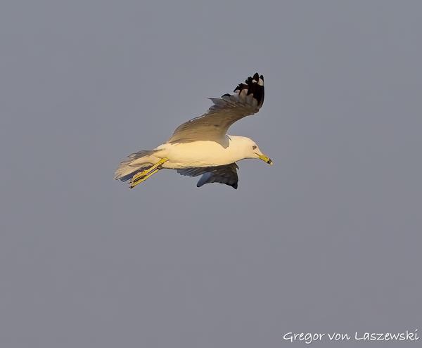  July 11, 2025 8:08 PM, Canon EOS R7, RF100-500mm F4.5-7.1 L IS USM, 343mm, f/7.1, 1/3200s, ISO 800, Gregor von Laszewski