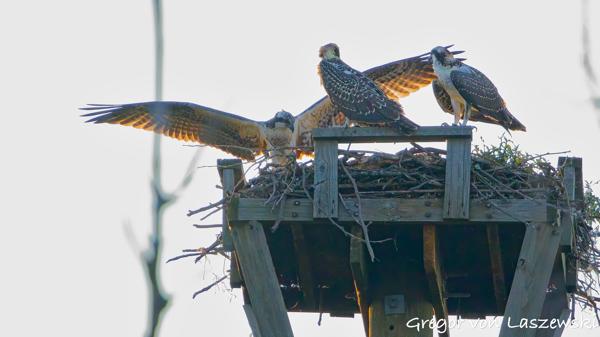  July 11, 2025 8:31 PM, Canon EOS R7, RF100-500mm F4.5-7.1 L IS USM, 500mm, f/7.1, 1/3200s, ISO 10000, Gregor von Laszewski