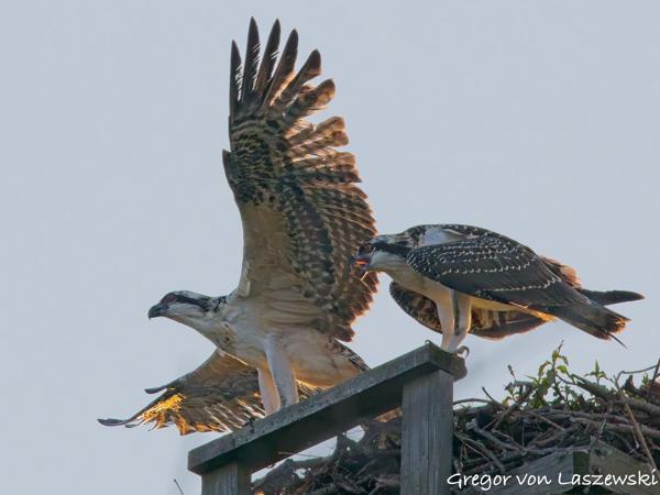  July 11, 2025 8:33 PM, Canon EOS R7, RF100-500mm F4.5-7.1 L IS USM, 500mm, f/9.0, 1/3200s, ISO 6400, Gregor von Laszewski