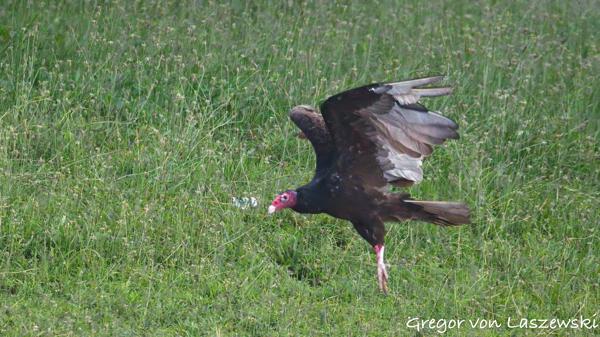  July 13, 2025 7:44 AM, Canon EOS R7, RF200-800mm F6.3-9 IS USM, 707mm, f/9.0, 1/3200s, ISO 20000, Gregor von Laszewski
