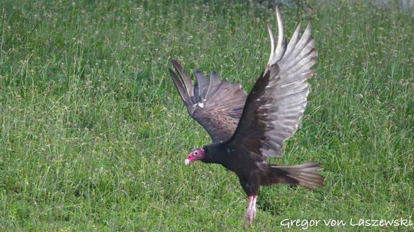  July 13, 2025 7:44 AM, Canon EOS R7, RF200-800mm F6.3-9 IS USM, 707mm, f/9.0, 1/3200s, ISO 20000, Gregor von Laszewski