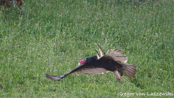 July 13, 2025 7:44 AM, Canon EOS R7, RF200-800mm F6.3-9 IS USM, 707mm, f/9.0, 1/3200s, ISO 20000, Gregor von Laszewski