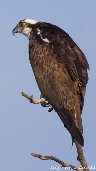 July 13, 2025 8:19 AM, Canon EOS R7, RF200-800mm F6.3-9 IS USM + EXTENDER RF2x, 1600mm, f/18.0, 1/3200s, ISO 4000, Gregor von Laszewski