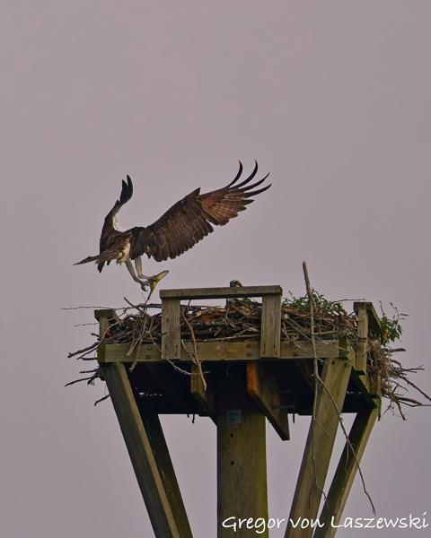  July 13, 2025 8:41 AM, Canon EOS R7, RF200-800mm F6.3-9 IS USM, 324mm, f/7.1, 1/3200s, ISO 320, Gregor von Laszewski