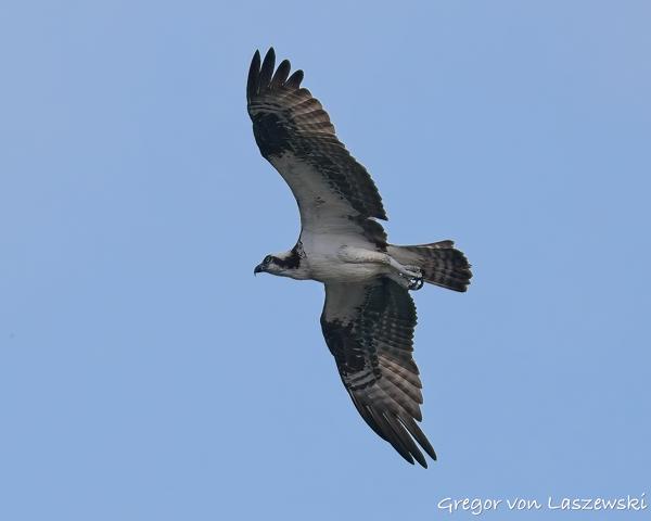  July 13, 2025 8:42 AM, Canon EOS R7, RF200-800mm F6.3-9 IS USM, 200mm, f/7.1, 1/3200s, ISO 500, Gregor von Laszewski