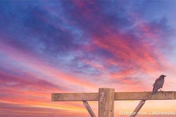  July 13, 2025 8:52 AM, Canon EOS R7, RF200-800mm F6.3-9 IS USM, 800mm, f/9.0, 1/3200s, ISO 2000, Gregor von Laszewski