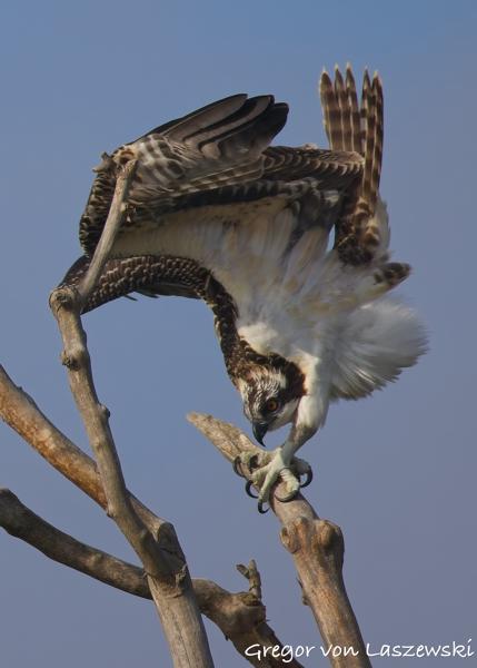  July 13, 2025 9:04 AM, Canon EOS R7, RF200-800mm F6.3-9 IS USM, 800mm, f/9.0, 1/1000s, ISO 200, Gregor von Laszewski
