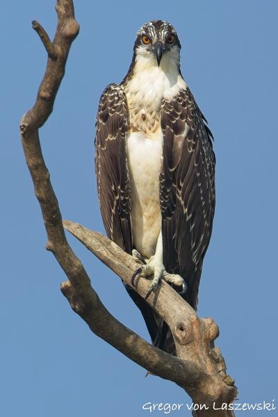  July 13, 2025 9:06 AM, Canon EOS R7, RF200-800mm F6.3-9 IS USM, 800mm, f/10.0, 1/1000s, ISO 320, Gregor von Laszewski