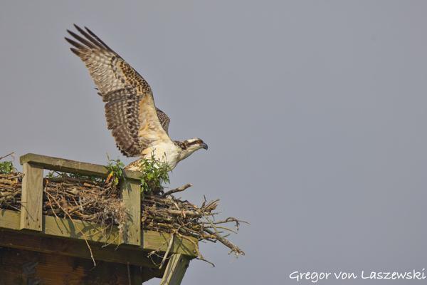  July 13, 2025 9:22 AM, Canon EOS R7, RF200-800mm F6.3-9 IS USM, 800mm, f/10.0, 1/1000s, ISO 500, Gregor von Laszewski