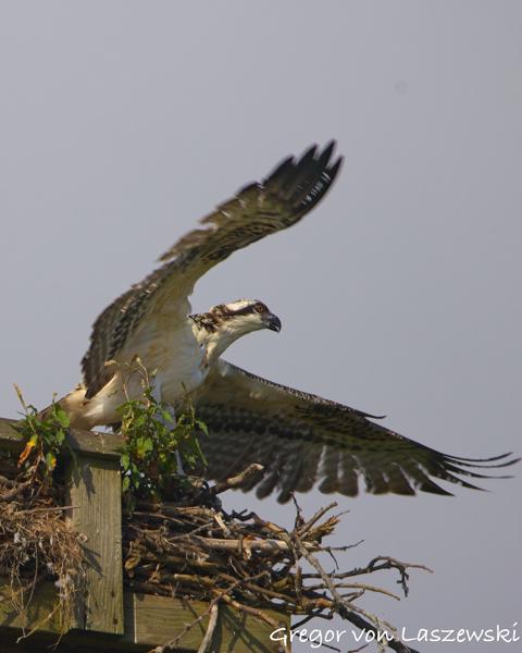  July 13, 2025 9:23 AM, Canon EOS R7, RF200-800mm F6.3-9 IS USM, 800mm, f/10.0, 1/1000s, ISO 250, Gregor von Laszewski