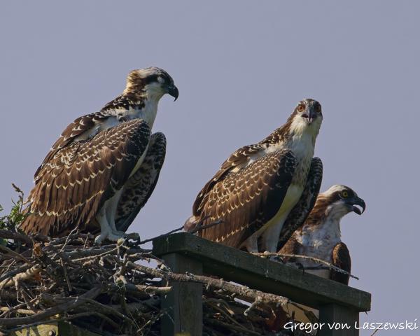  July 13, 2025 9:37 AM, Canon EOS R7, RF200-800mm F6.3-9 IS USM, 800mm, f/9.0, 1/1000s, ISO 200, Gregor von Laszewski