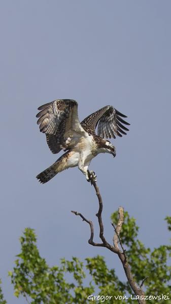  July 13, 2025 10:01 AM, Canon EOS R7, RF200-800mm F6.3-9 IS USM, 200mm, f/8.0, 1/3200s, ISO 500, Gregor von Laszewski