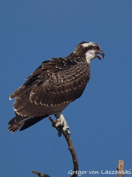  July 13, 2025 10:03 AM, Canon EOS R7, RF200-800mm F6.3-9 IS USM, 800mm, f/9.0, 1/3200s, ISO 500, Gregor von Laszewski