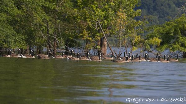  July 13, 2025 10:06 AM, Canon EOS R7, RF200-800mm F6.3-9 IS USM, 200mm, f/6.3, 1/3200s, ISO 500, Gregor von Laszewski