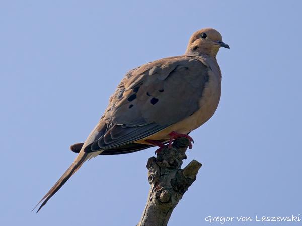  July 13, 2025 10:28 AM, Canon EOS R7, RF200-800mm F6.3-9 IS USM, 800mm, f/9.0, 1/3200s, ISO 500, Gregor von Laszewski