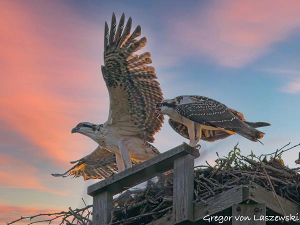 Creative Image Manipulation July 2025