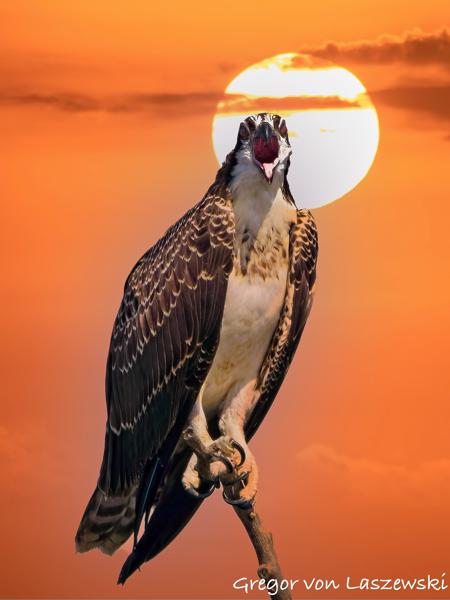  July 13, 2025 10:00 AM, Canon EOS R7, RF200-800mm F6.3-9 IS USM, 800mm, f/9.0, 1/3200s, ISO 500, Gregor von Laszewski