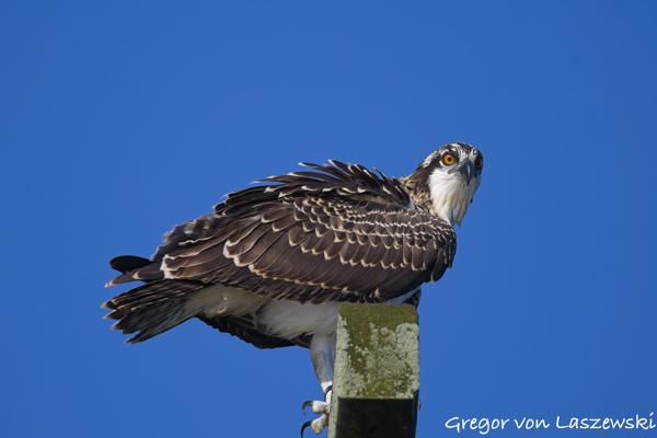 Monroe Lake July 2025