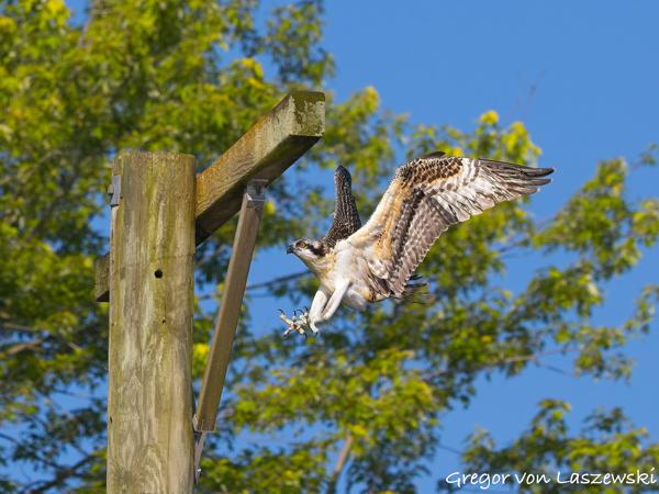  July 3, 2025 9:02 AM, Canon EOS R7, RF100-500mm F4.5-7.1 L IS USM, 200mm, f/7.1, 1/1000s, ISO 200, Gregor von Laszewski