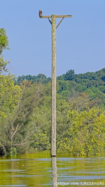  July 3, 2025 9:19 AM, Canon EOS R7, RF100-500mm F4.5-7.1 L IS USM, 176mm, f/7.1, 1/1000s, ISO 320, Gregor von Laszewski