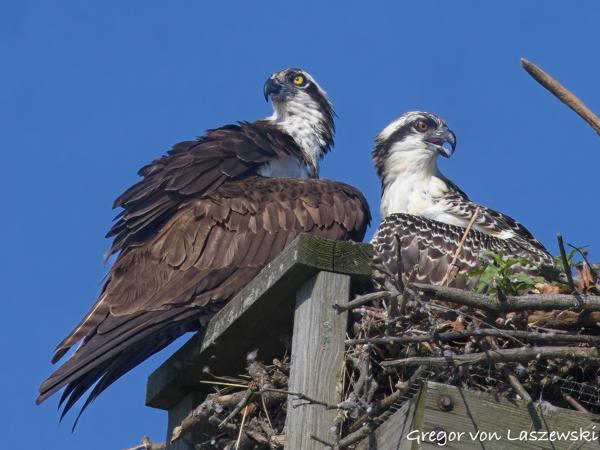  July 3, 2025 9:35 AM, Canon EOS R7, RF100-500mm F4.5-7.1 L IS USM + EXTENDER RF2x, 1000mm, f/14.0, 1/1600s, ISO 1250, Gregor von Laszewski