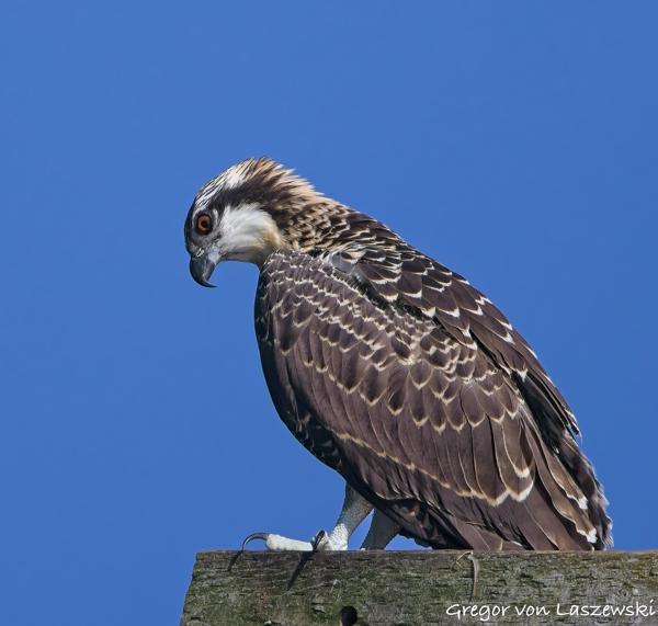  July 3, 2025 9:43 AM, Canon EOS R7, RF100-500mm F4.5-7.1 L IS USM, 500mm, f/7.1, 1/3200s, ISO 640, Gregor von Laszewski