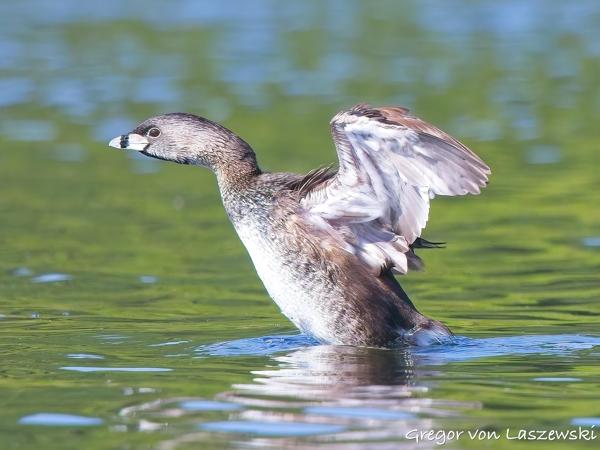  July 3, 2025 10:00 AM, Canon EOS R7, RF100-500mm F4.5-7.1 L IS USM, 500mm, f/7.1, 1/3200s, ISO 2500, Gregor von Laszewski