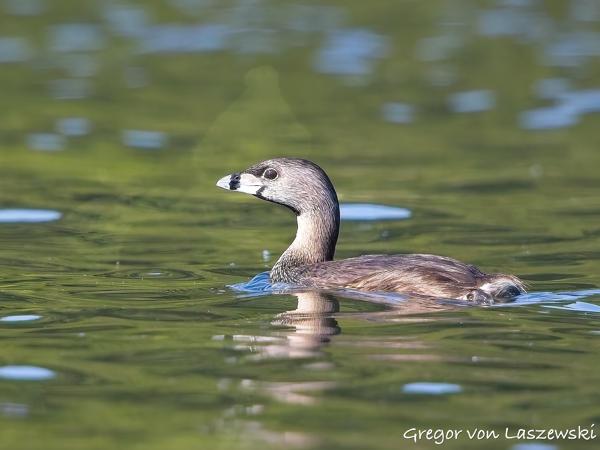  July 3, 2025 10:00 AM, Canon EOS R7, RF100-500mm F4.5-7.1 L IS USM, 500mm, f/7.1, 1/3200s, ISO 2000, Gregor von Laszewski