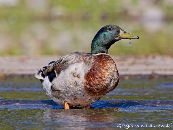  July 3, 2025 10:08 AM, Canon EOS R7, RF100-500mm F4.5-7.1 L IS USM, 500mm, f/7.1, 1/3200s, ISO 1000, Gregor von Laszewski