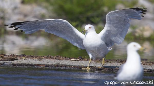  July 3, 2025 10:08 AM, Canon EOS R7, RF100-500mm F4.5-7.1 L IS USM, 500mm, f/7.1, 1/3200s, ISO 800, Gregor von Laszewski
