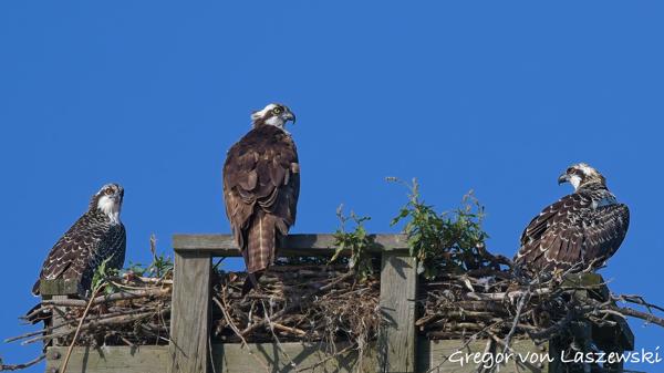  July 10, 2025 9:04 AM, Canon EOS R7, RF100-500mm F4.5-7.1 L IS USM, 500mm, f/8.0, 1/800s, ISO 400, Gregor von Laszewski