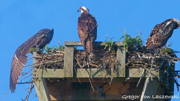  July 10, 2025 9:08 AM, Canon EOS R7, RF100-500mm F4.5-7.1 L IS USM + EXTENDER RF2x, 1000mm, f/14.0, 1/1250s, ISO 1250, Gregor von Laszewski