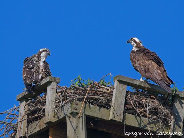  July 10, 2025 9:22 AM, Canon EOS R7, RF100-500mm F4.5-7.1 L IS USM, 500mm, f/8.0, 1/1000s, ISO 200, Gregor von Laszewski