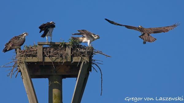  July 10, 2025 9:27 AM, Canon EOS R7, RF100-500mm F4.5-7.1 L IS USM, 500mm, f/8.0, 1/1000s, ISO 200, Gregor von Laszewski