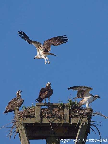  July 10, 2025 9:27 AM, Canon EOS R7, RF100-500mm F4.5-7.1 L IS USM, 500mm, f/8.0, 1/1000s, ISO 200, Gregor von Laszewski
