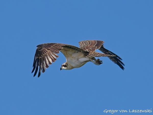  July 10, 2025 9:27 AM, Canon EOS R7, RF100-500mm F4.5-7.1 L IS USM, 500mm, f/8.0, 1/800s, ISO 200, Gregor von Laszewski
