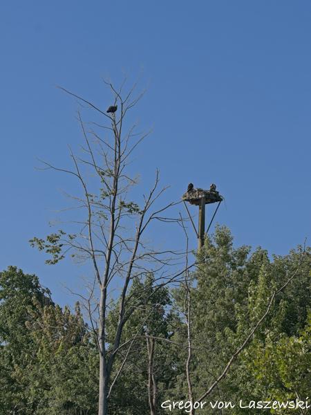  July 10, 2025 9:29 AM, Canon EOS R7, RF100-500mm F4.5-7.1 L IS USM, 100mm, f/8.0, 1/1000s, ISO 200, Gregor von Laszewski
