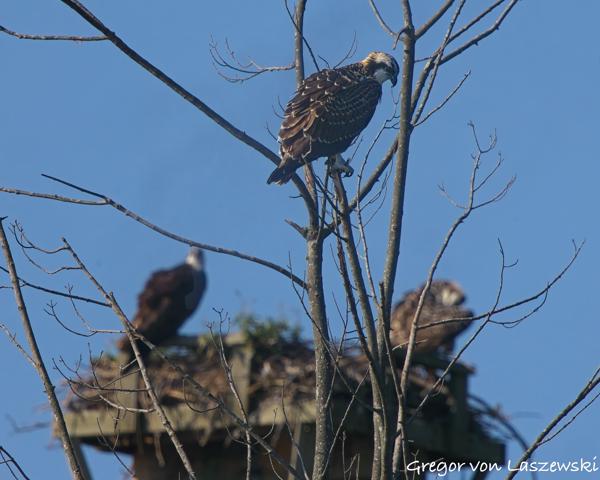  July 10, 2025 9:37 AM, Canon EOS R7, RF100-500mm F4.5-7.1 L IS USM + EXTENDER RF2x, 944mm, f/14.0, 1/1250s, ISO 1000, Gregor von Laszewski