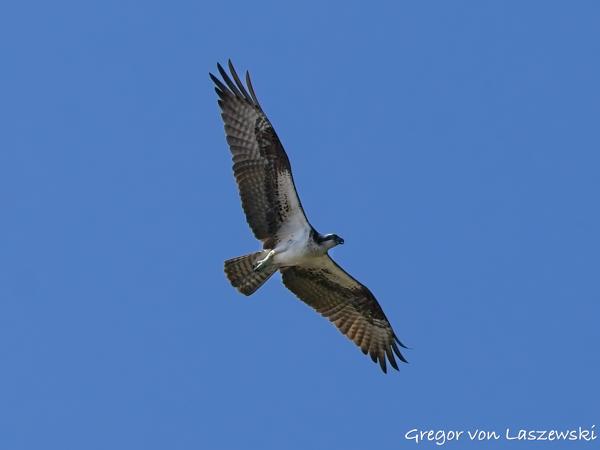  July 10, 2025 9:52 AM, Canon EOS R7, RF100-500mm F4.5-7.1 L IS USM, 167mm, f/8.0, 1/3200s, ISO 800, Gregor von Laszewski