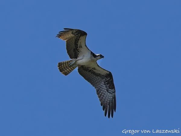  July 10, 2025 9:52 AM, Canon EOS R7, RF100-500mm F4.5-7.1 L IS USM, 167mm, f/8.0, 1/3200s, ISO 800, Gregor von Laszewski
