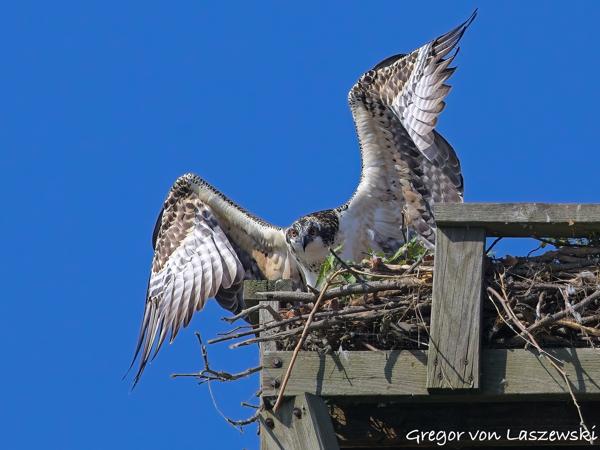  July 10, 2025 9:56 AM, Canon EOS R7, RF100-500mm F4.5-7.1 L IS USM, 500mm, f/8.0, 1/3200s, ISO 800, Gregor von Laszewski