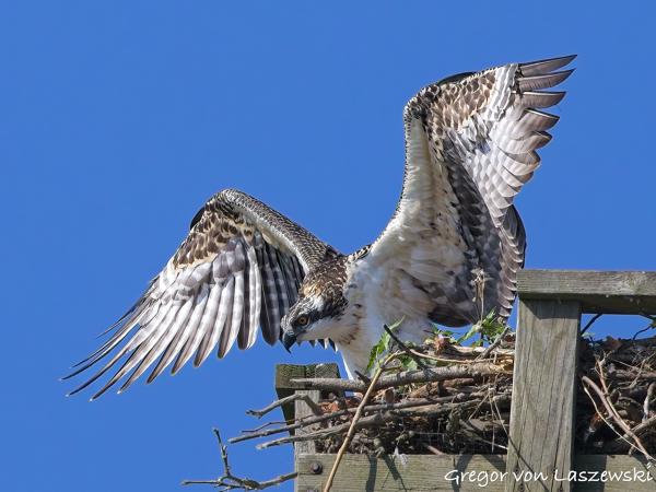  July 10, 2025 9:56 AM, Canon EOS R7, RF100-500mm F4.5-7.1 L IS USM, 500mm, f/8.0, 1/3200s, ISO 1000, Gregor von Laszewski