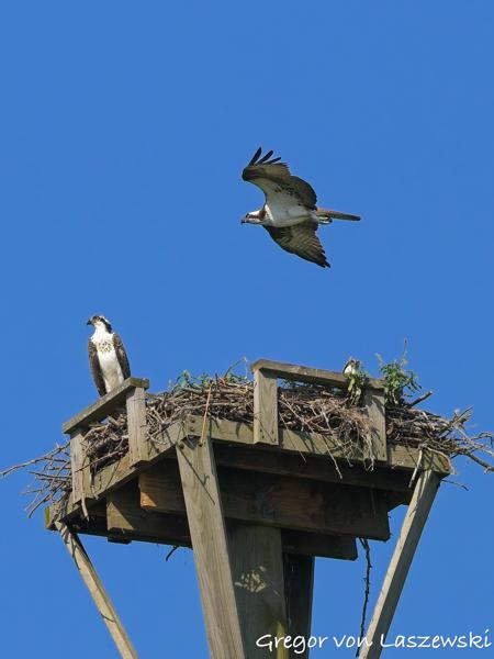  July 10, 2025 10:00 AM, Canon EOS R7, RF100-500mm F4.5-7.1 L IS USM, 200mm, f/8.0, 1/3200s, ISO 1000, Gregor von Laszewski
