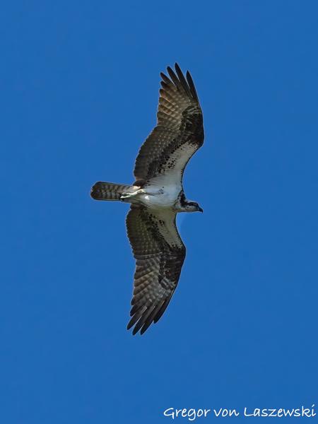  July 10, 2025 10:00 AM, Canon EOS R7, RF100-500mm F4.5-7.1 L IS USM, 135mm, f/8.0, 1/3200s, ISO 1000, Gregor von Laszewski